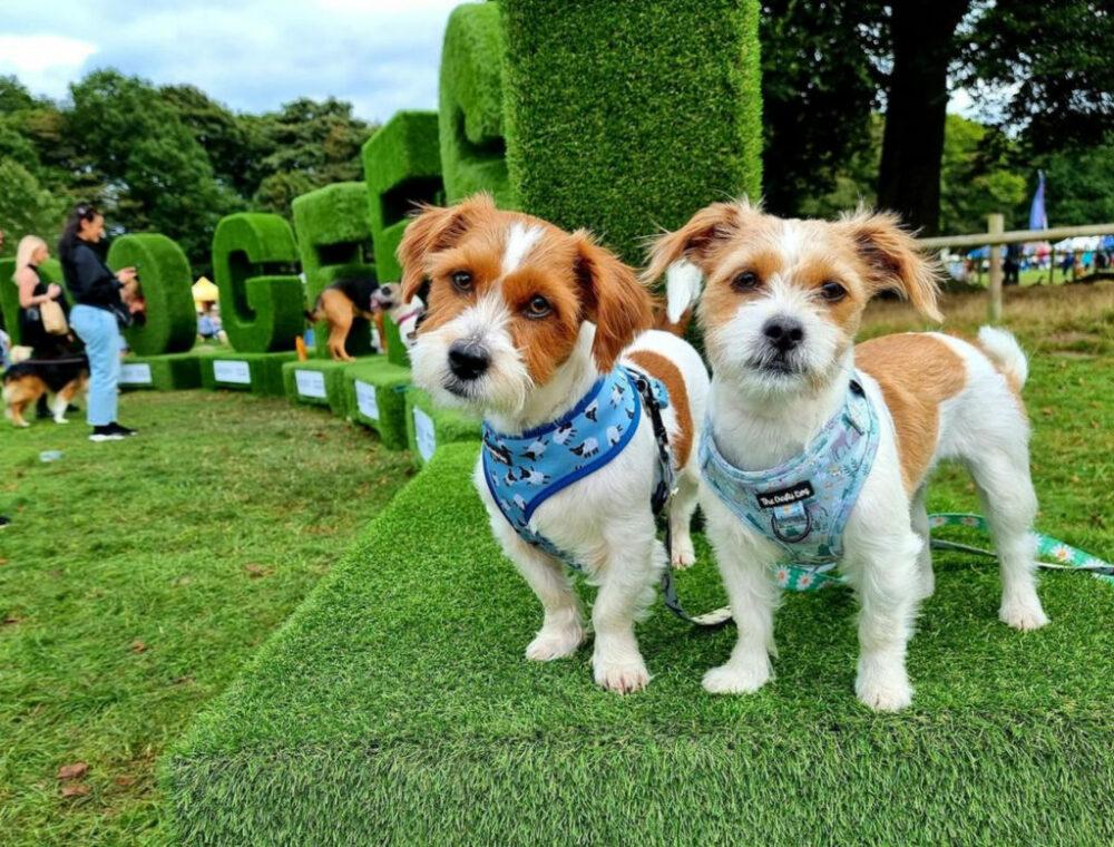 Is Artificial Grass Safe for Dogs and Children? Is Artificial Grass Safe for Dogs and Children?