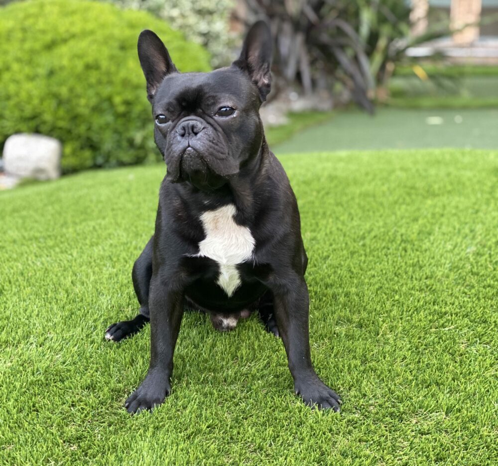 Why Your Pet Will Love Artificial Grass Why Your Pet Will Love Artificial Grass