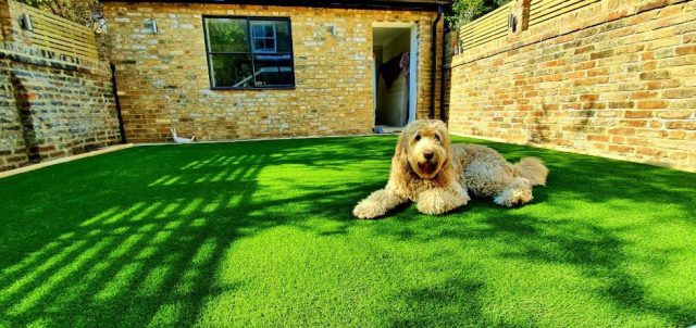 Pet Friendly Artificial Grass | Easigrass™