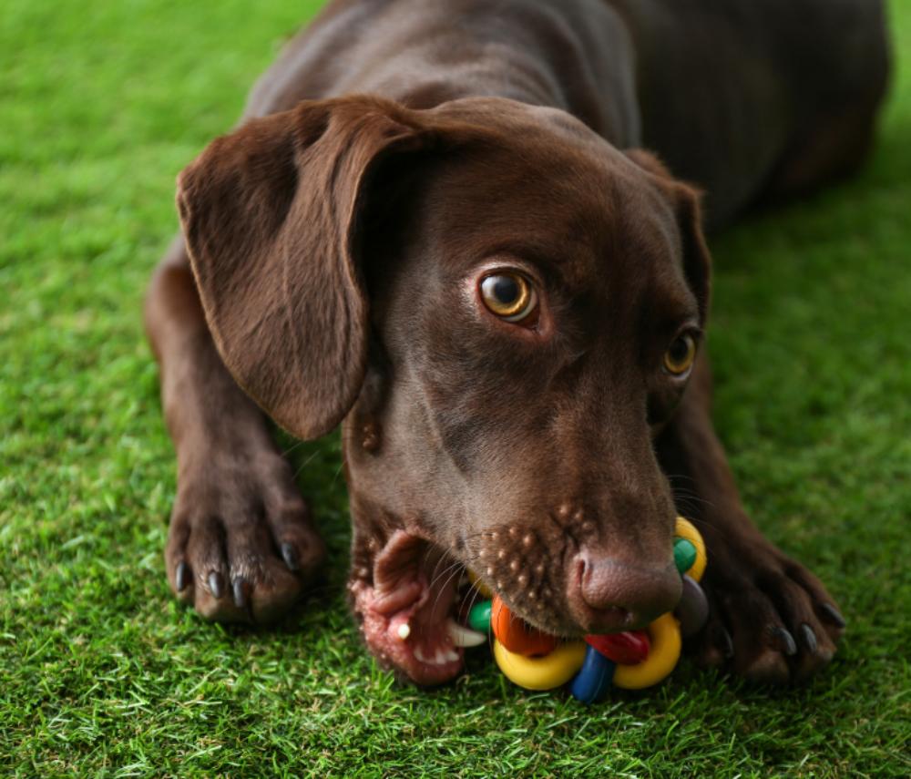 5 Things To Know About Artificial Grass and Your Pets 5 Things To Know About Artificial Grass and Your Pets